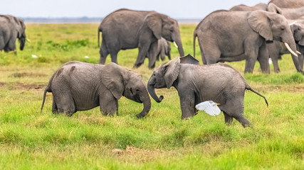 Naklejka na ściany i meble Two young elephants playing together in Africa