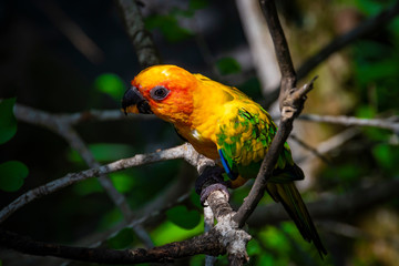 A parrot from Barú Island, Colombia