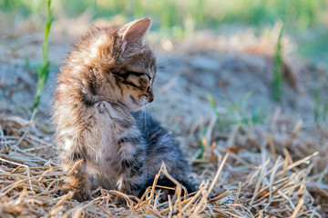 Grey baby kitten sunbathing