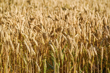 .Grain ripening in the field. Texture with copy space.