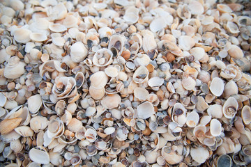 The texture of many small bright seashells on the coast. View from above