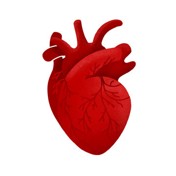 Anatomical human heart cartoon design. Medical healthy template icon