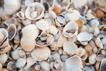 Many different light seashells on the sea coast. Close-up