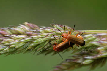 Mating of common red soldier beetles