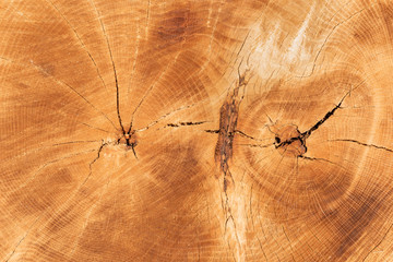 Cut Tree Texture
