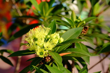 Exotic green flowers