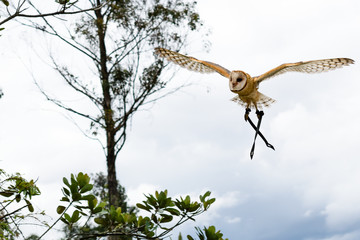 Buho volando naturaleza