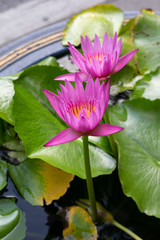 lotus in pond