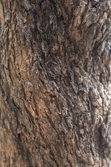 nature old tree bark texture