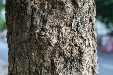 bark of a nature old tree