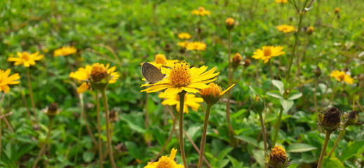 yellow flower field of dandelions