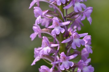 Gymnadenia conopsea, commonly known as the fragrant orchid or marsh fragrant orchid, Greece