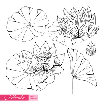 Lotus hand-drawn in monochrome. Black and white set of elements with Nelumbo. Objects isolated on white background. Different elements for floral design of the season. Exotic flower.