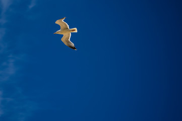 Seagull flying overhead on blue sky