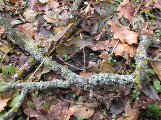 Lichens on a Branch on the Ground in the Codru Forest in Moldova