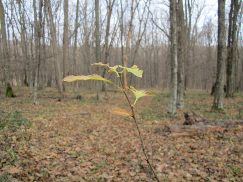 Single Branch with Leaves against the Background of the Codru Forest in Moldova in Autumn