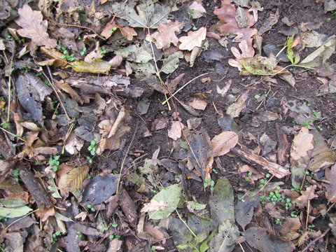 Ground covered in Autumn Leaves in the Codru Forest in Moldova