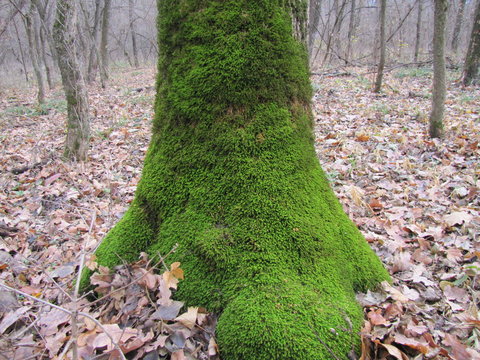Moss covering a Tree in the Codru Forest in Moldova