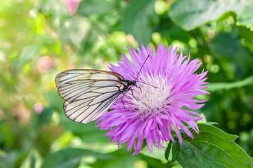 Beautiful lilac flower Cornflower Amberboa Musk. The Latin name is Amberboa. On it sits a white with black butterfly.