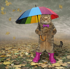 The cat in a bow tie and pink rubber boots under a color umbrella is standing on the fallen leaves....
