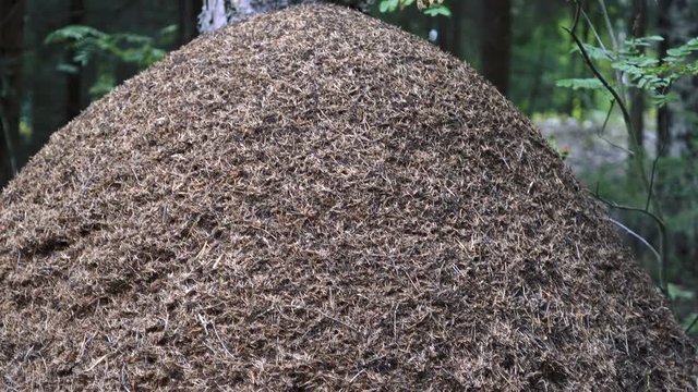 Ants on the forest surface move quickly. Insects in the forest. Huge anthill