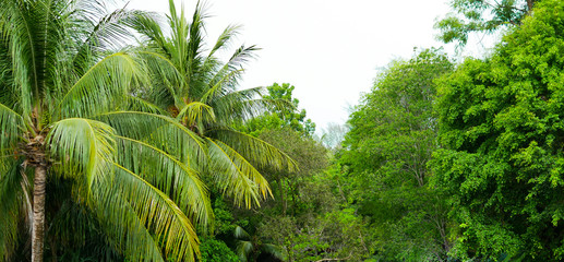 beautiful landscape and nature of the rain forest in Phuket, Thailand. It's a good place for travel and relaxing in the forest