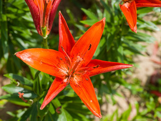 lily on green background