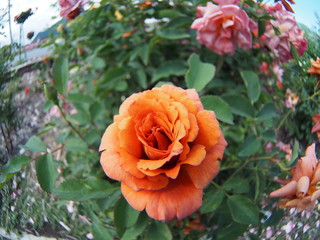 Beautiful yellow rose Botanical garden