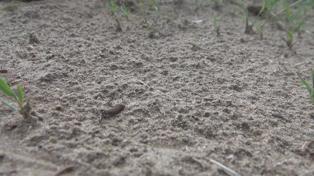 Ants cataglyphis (Cataglyphis aenescens) drag beetle larva on a sandy river Bank, psammophile ant, middle Volga