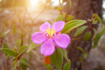Fototapeta na wymiar Purple flowers and drops water with orange light