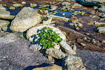 Репейник на берегу Каспия