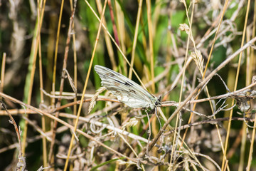 butterfly perched on planted field