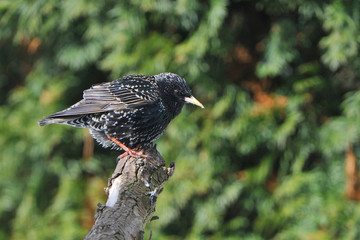 Stare im zeitigen Frühjahr