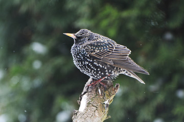 Stare im zeitigen Frühjahr