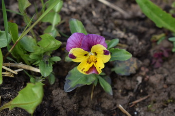 viola flower in my garden