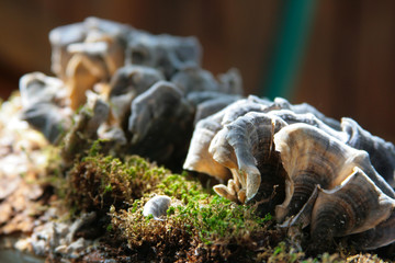 Auricularization winding on old moss-covered wood