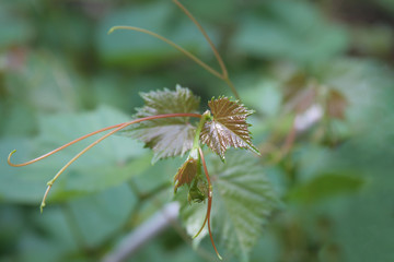 Young vine of grapes on a turquoise blurred background in the spring at the beginning of vegetation.