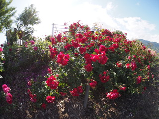 Beautiful red rose Botanical garden