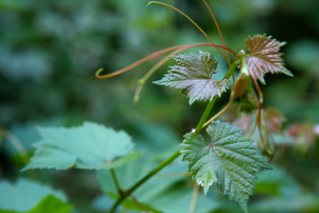 Young vine of grapes on a blurred background