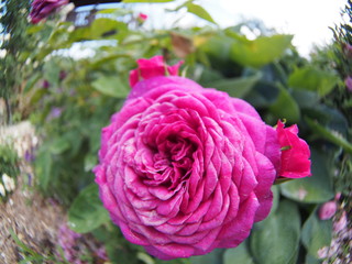 Fototapeta na wymiar Beautiful red rose Botanical garden