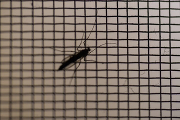 Mosquito