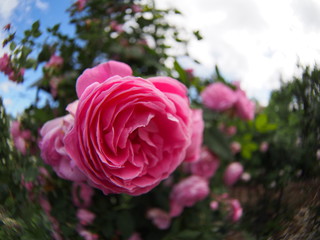 Beautiful red rose Botanical garden