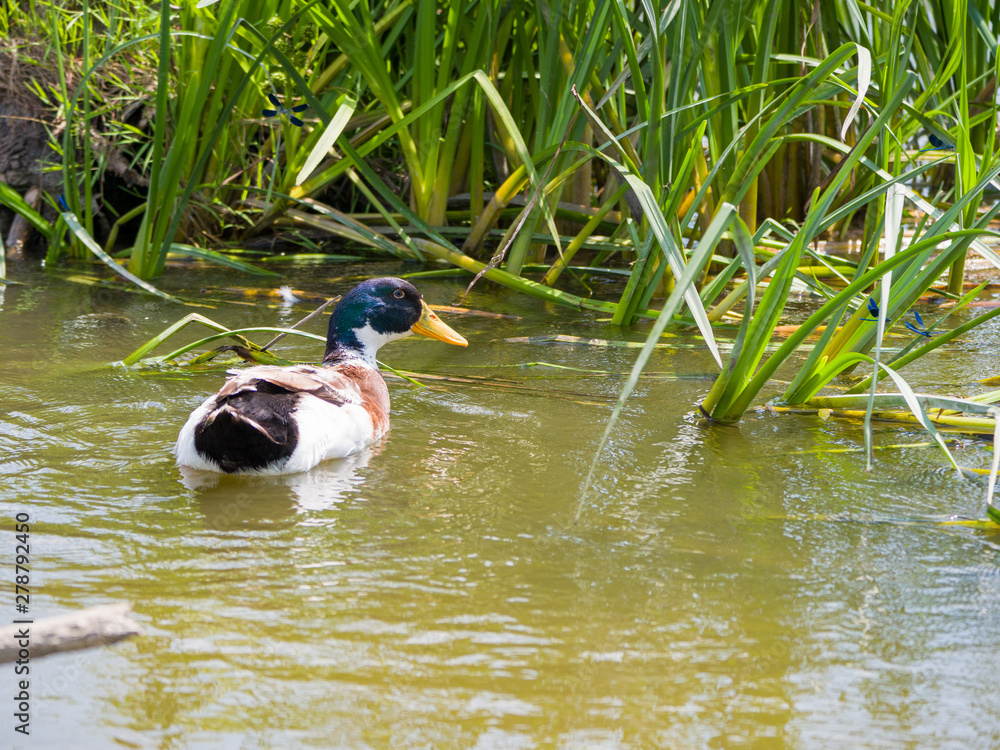 Wall mural duck in pond