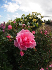 Beautiful red rose Botanical garden