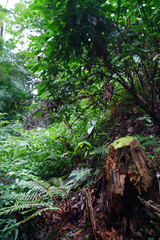 ◉Landscape of Iwashimizu Hachimangu◉
