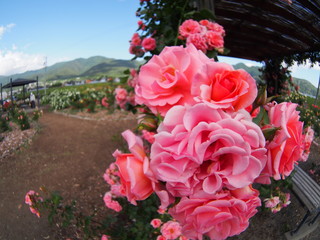 Beautiful red rose Botanical garden