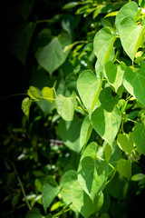 Green leaves nature background