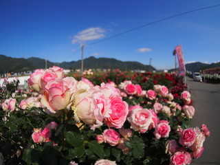 Beautiful red rose Botanical garden