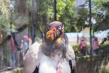 Ave exótica en el safari 