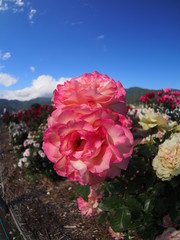 Beautiful red rose Botanical garden